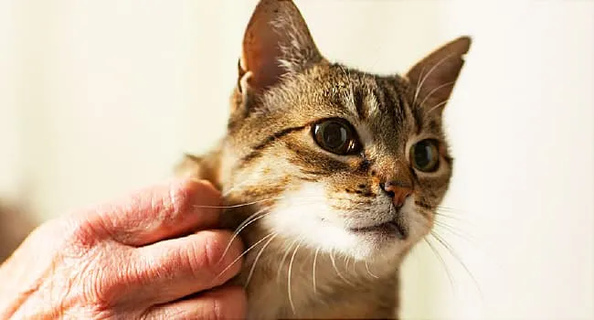 Beyond Itching: Problems From Fleas and Ticks