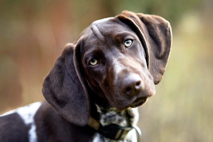 German Shorthaired Pointer: Aortic Stenosis German Shorthaired Pointer: Aortic Stenosis