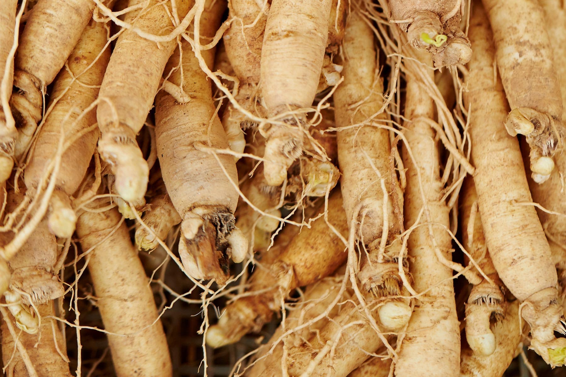 photo of ginseng