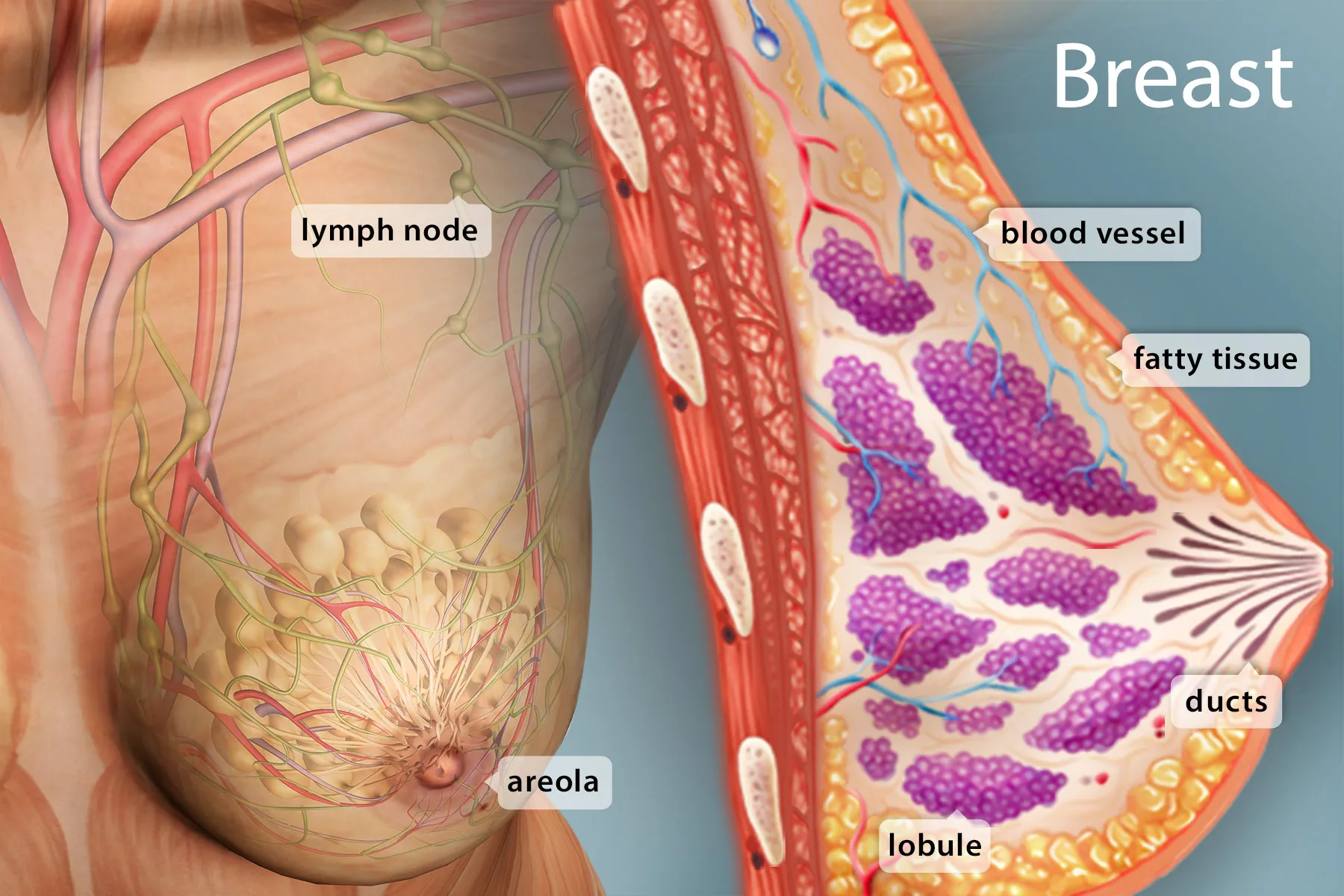 photo of healthy breast anatomy labeled