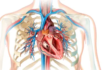 photo of human heart cross-section