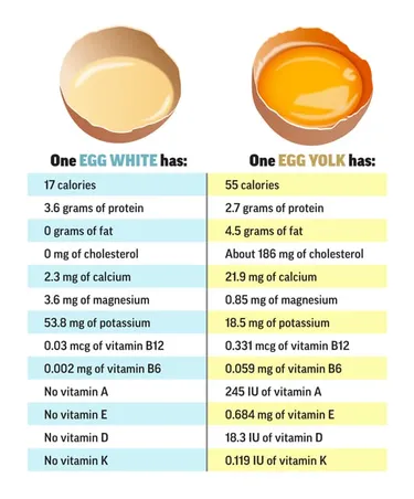 illustration of egg white vs yolk comparison