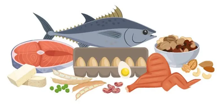 illustration of protein foods