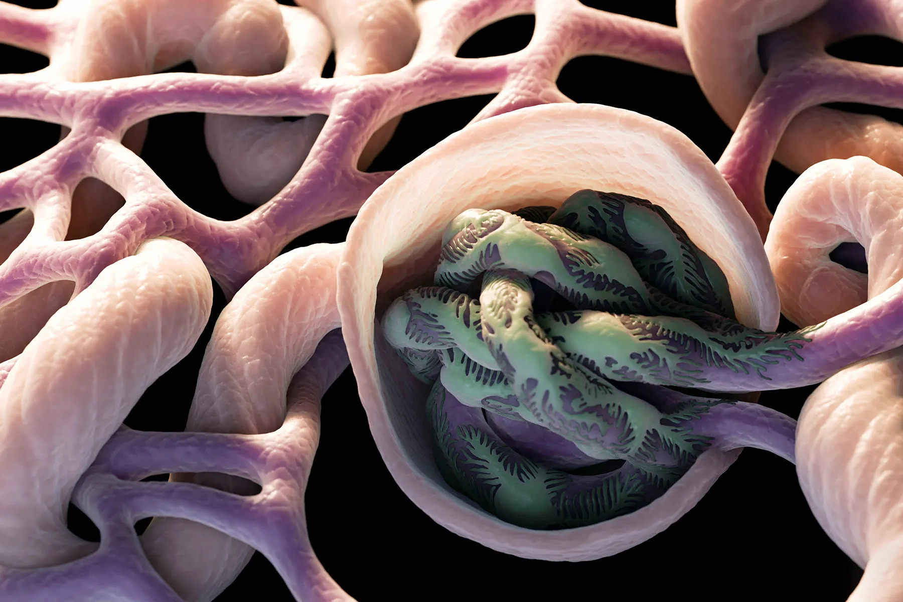 Kidneys and Your Complement System
