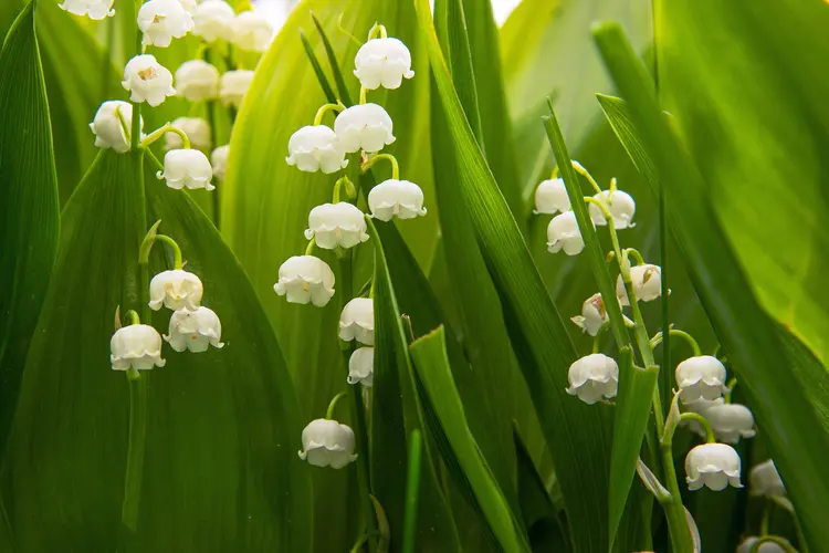 photo of Lily of the valley