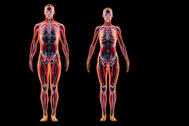 How It Can Affect Multiple Systems in Your Body