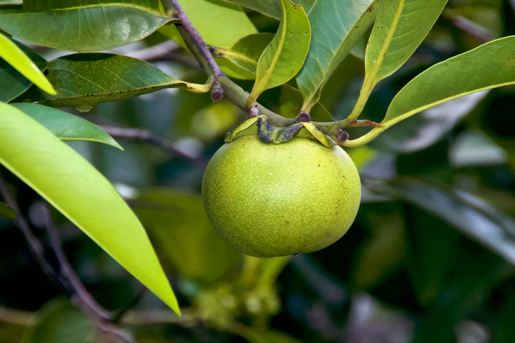 Manchineel: What to Know About Manchineel Poisoning