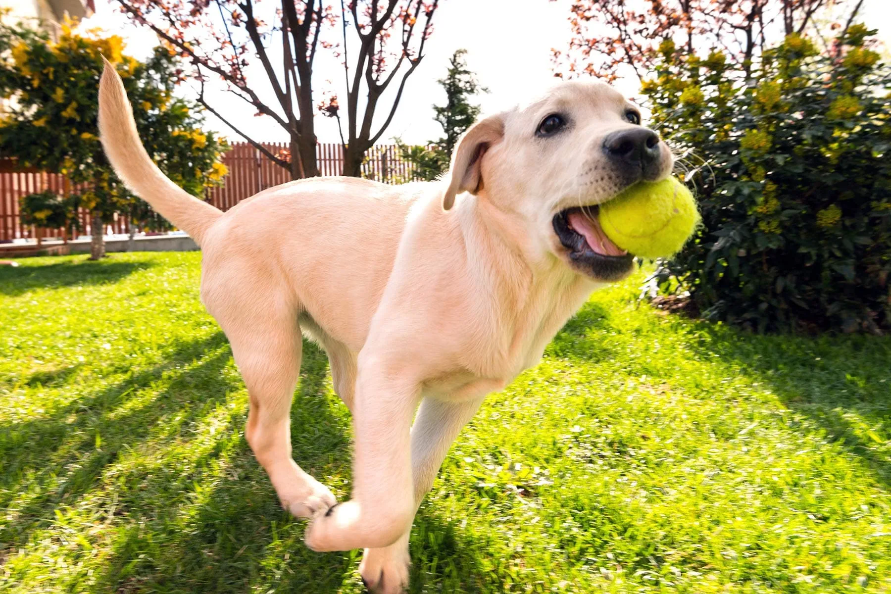Keep Your Yard Healthy