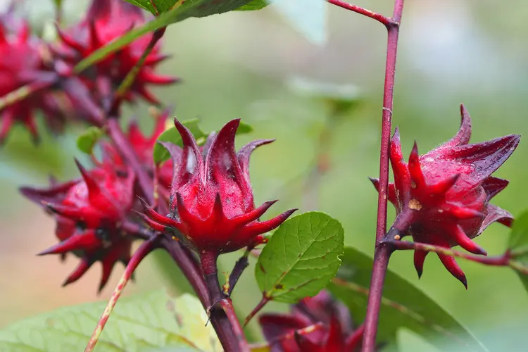 photo of roselle Hibiscus sabdariffa