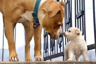 photo of senior dog touching noses with puppy