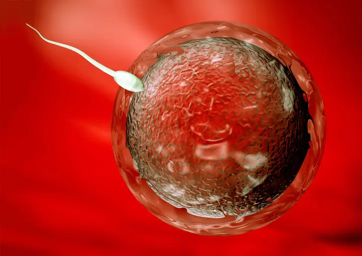 Conception: From Egg to Embryo
