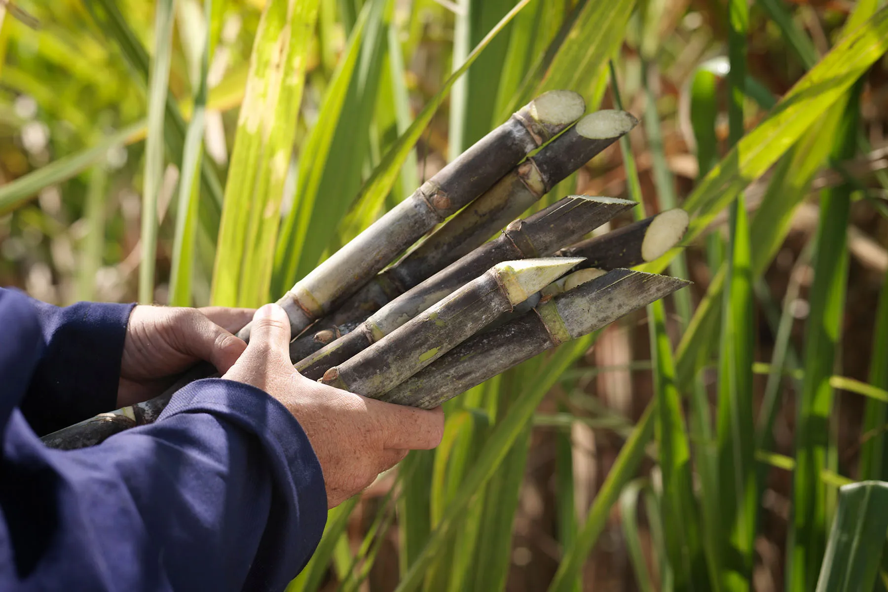 photo of sugar cane