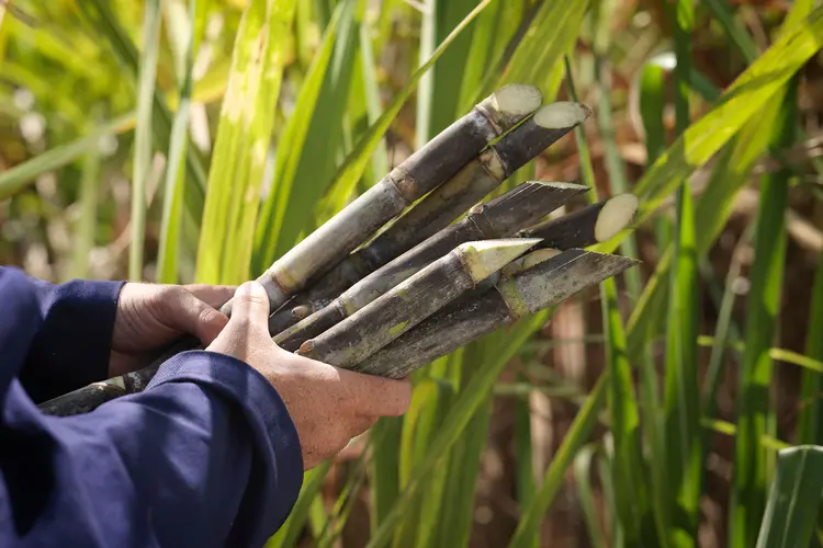 photo of sugar cane