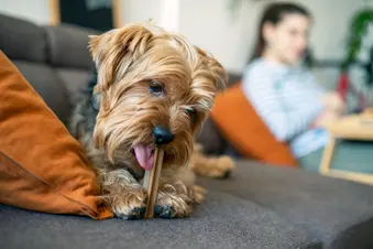 photo of terrier on sofa eating treat