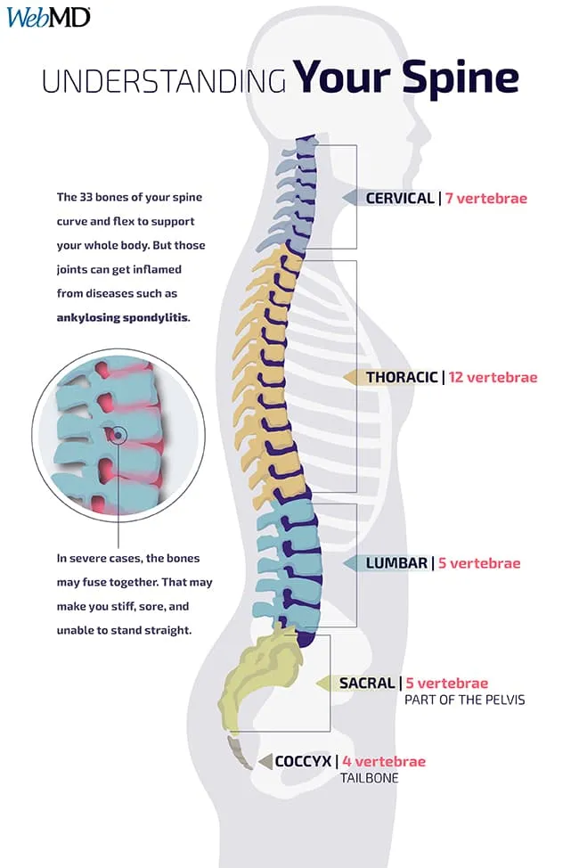 photo of spine infographic