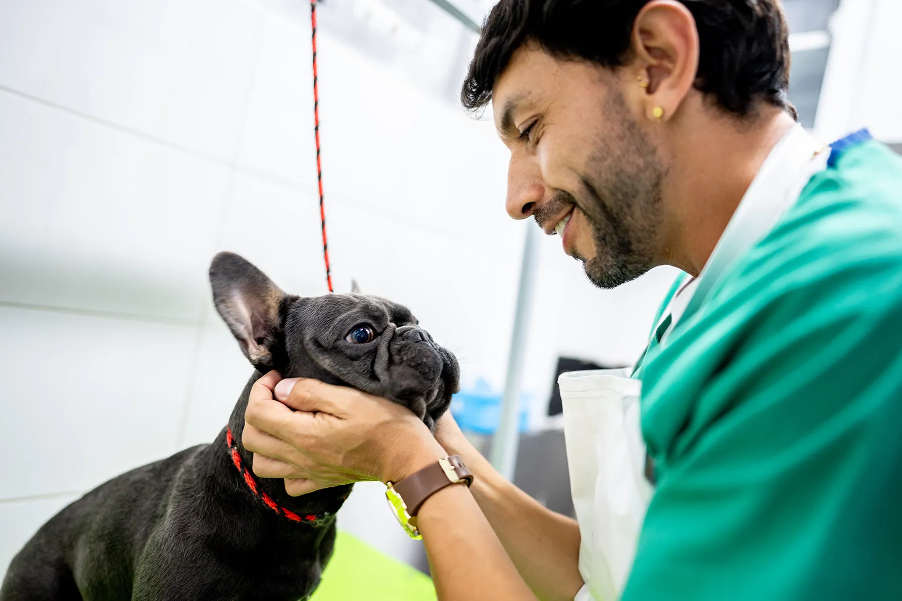 photo of vet inspecting dog