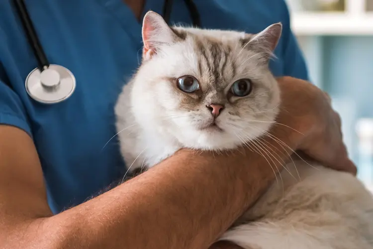 photo of cat in arms of vet