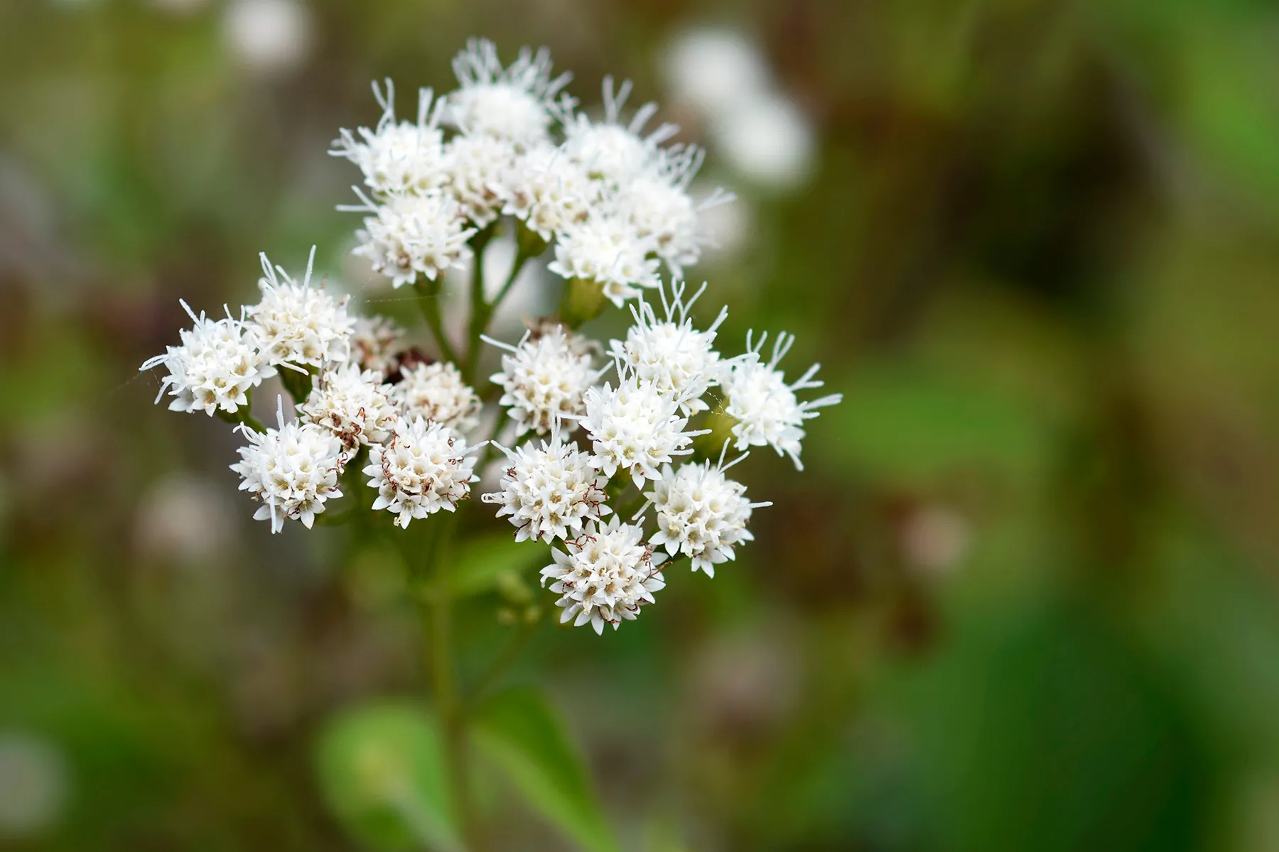 photo of white snakeroot