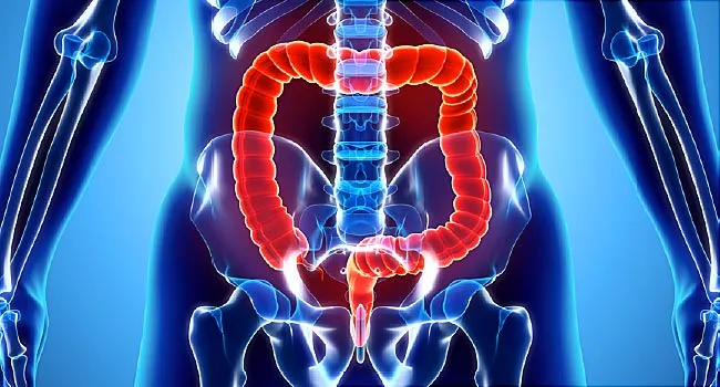 large intestine illustration