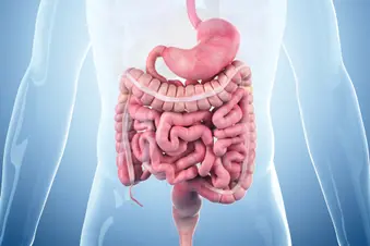 photo of digestive system