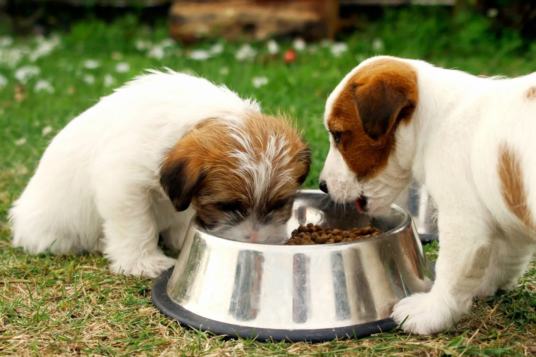 dogs eating dog food