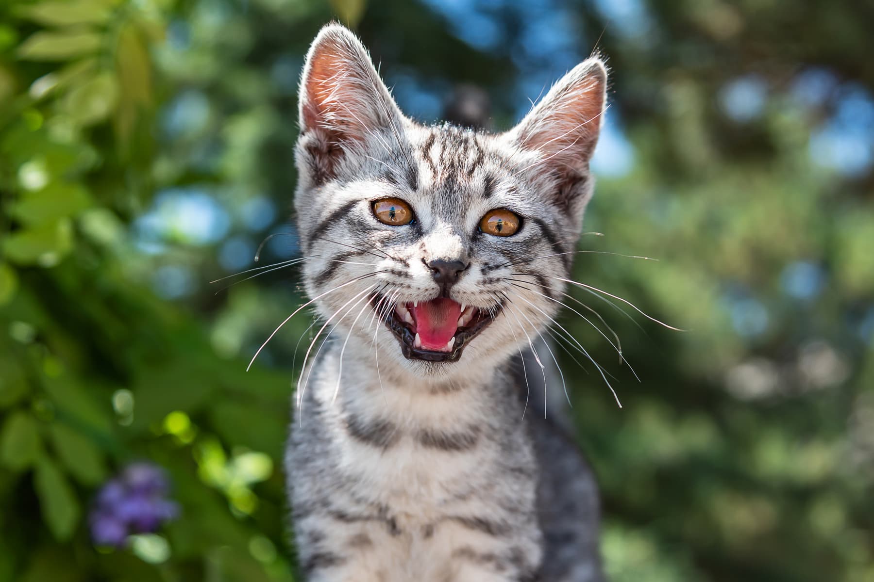 Включи голоса кошек. Мяуканье кошки. Котики смешные. Котенок мяукает. МЯУЧАЩИЙ кот.