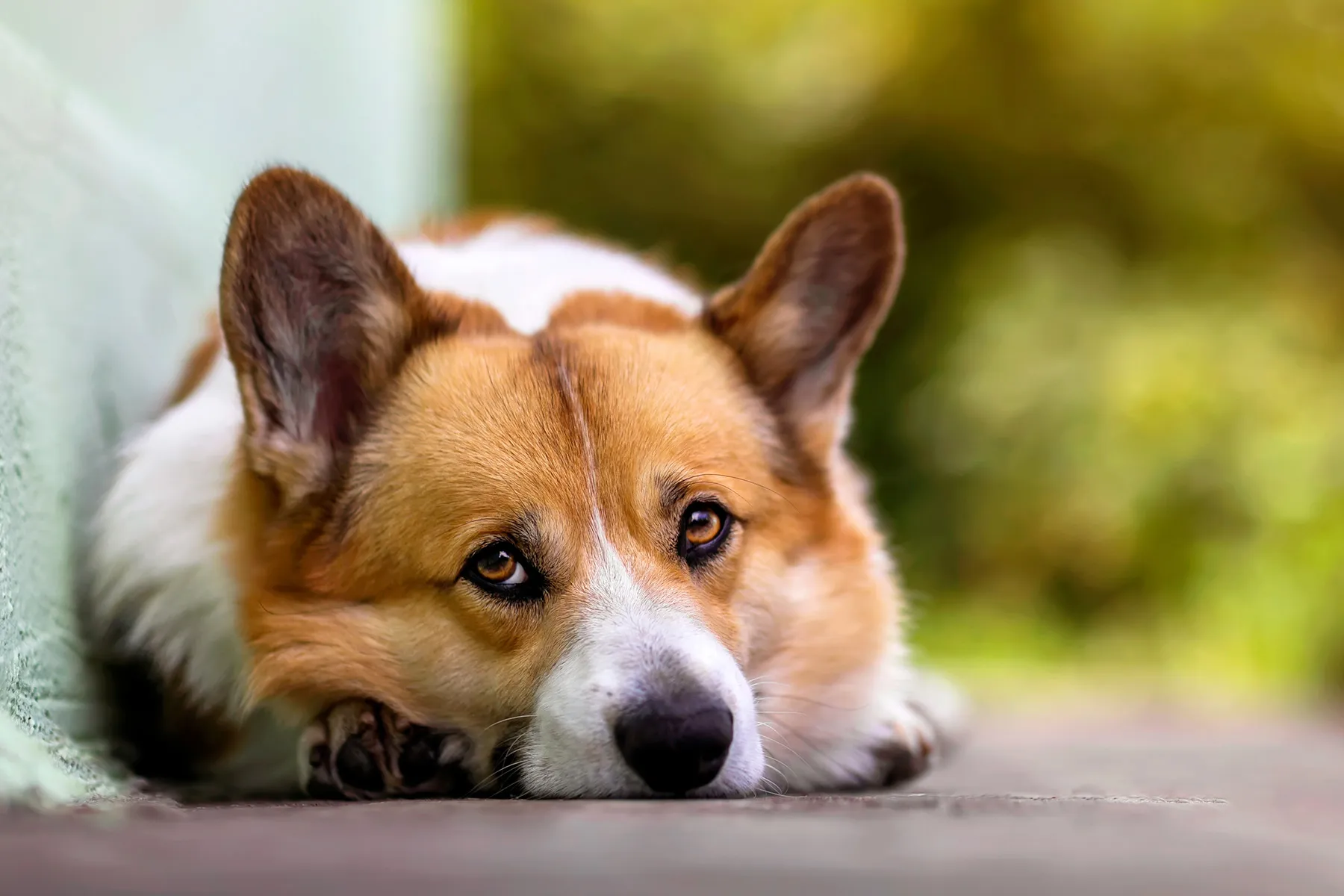 photo of sad corgi dog lying on path