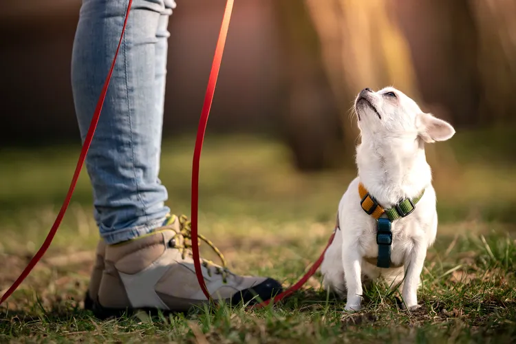 photo of chihuahua dog on lead in park