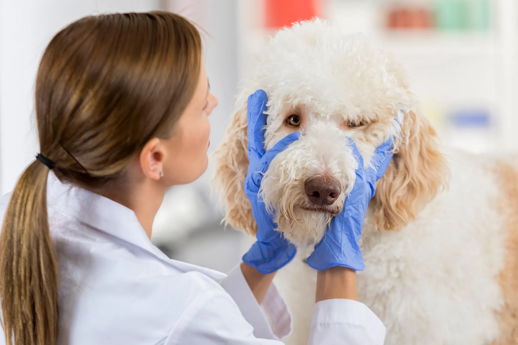 photo of veterinarian examining dog's eyes