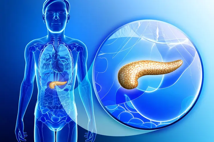 photo of pancreas