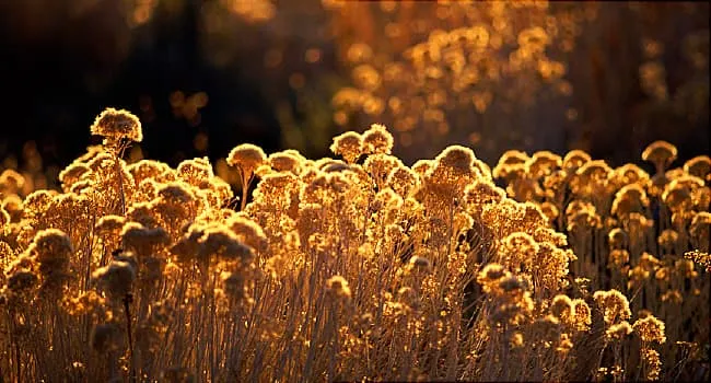 Herbstallergien