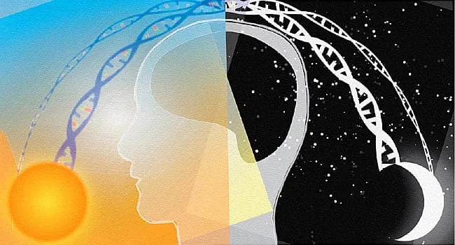 Entdecken Sie Ihren zirkadianen Rhythmus