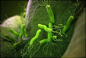 helicobacter pylori bacteria