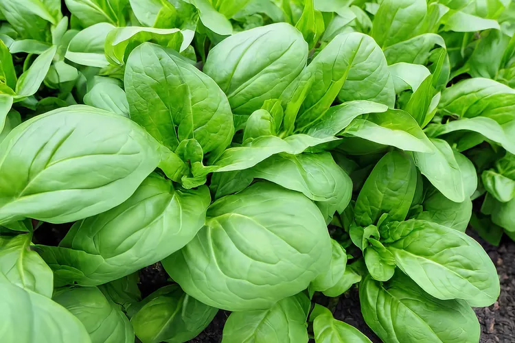 photo of spinach plants close up