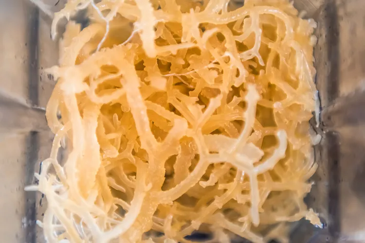 photo of sea moss in blender