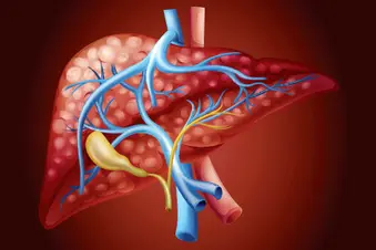photo of liver