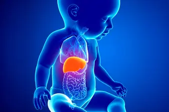 illustration of a baby's liver