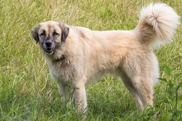 Anatolian Shepherd Dogs are a strong and working dog breed.