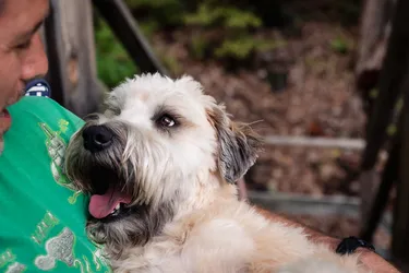 Soft Coated Wheaten Terriers are friendly dogs and great with kids.