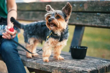 Yorkshire Terriers are small, but full of energy.