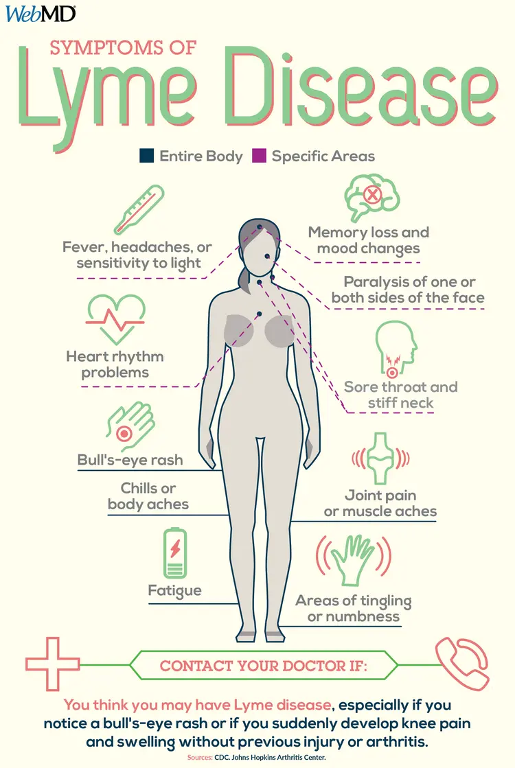 lyme disease important facts to know infographic