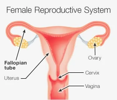 Picture of the fallopian tubes
