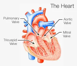 Picture of heart valves