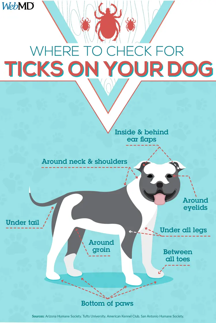 infographic here to check for ticks dogs