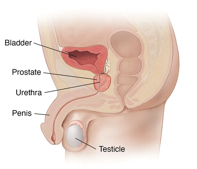 illustration of male reproductive system