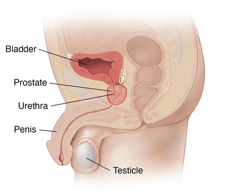 illustration of male reproductive system