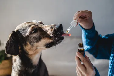 Essential oils should be handled with care around dogs.