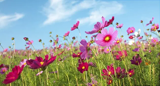 How to Beat Summer Allergies