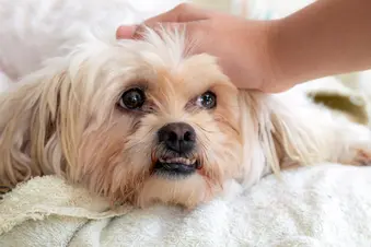 photo of hand stroking dog's head