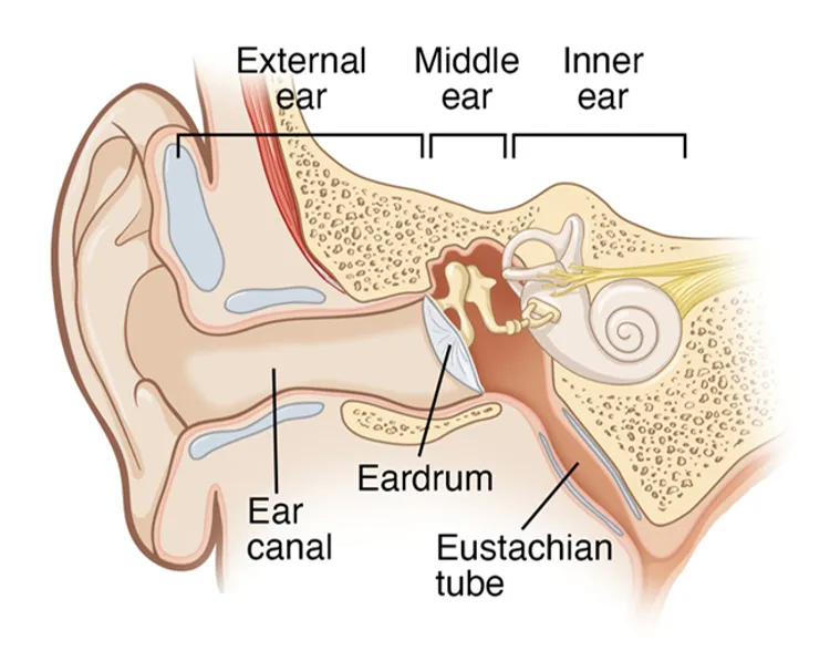 illustration of ear anatomy